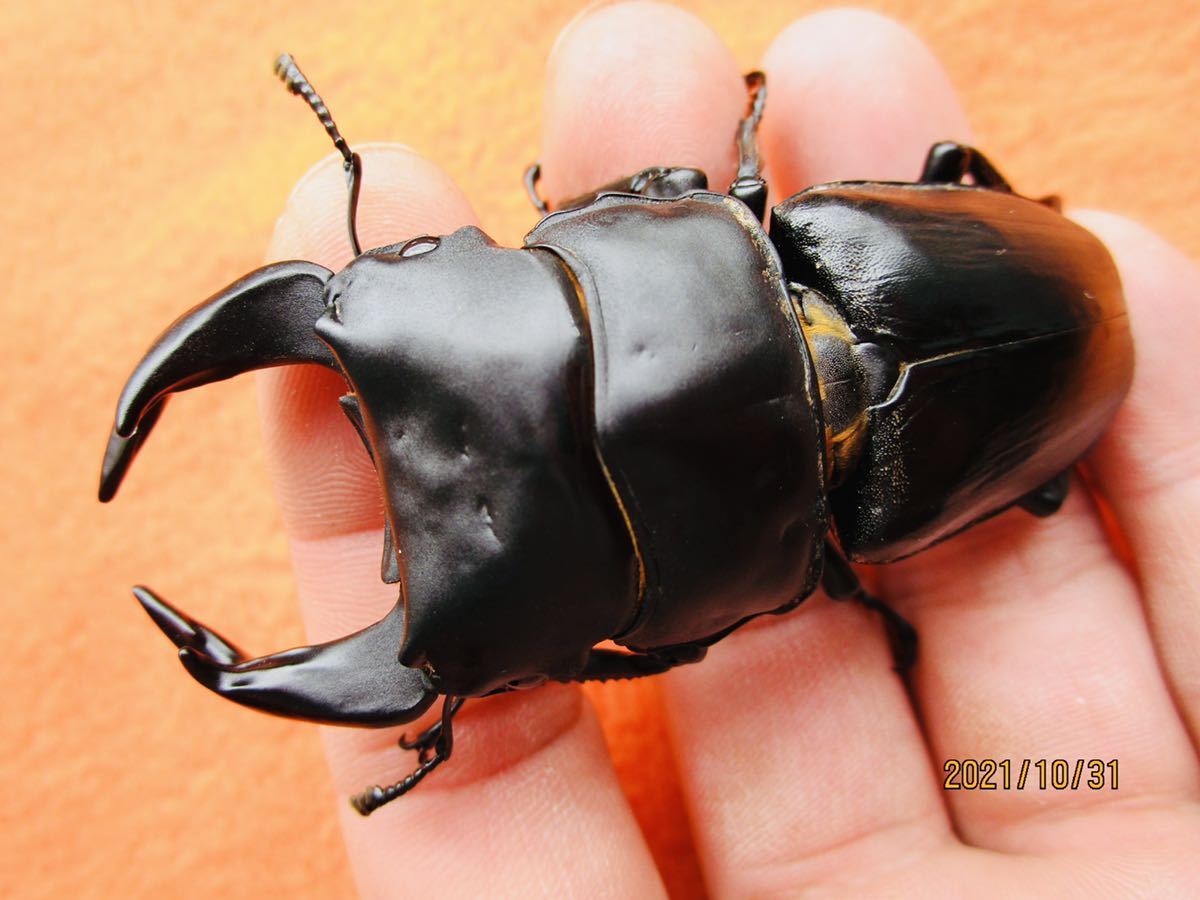 ☆【採集兵器】キュウシュウヒメオオクワガタペア ♂36.0mm ♀31.7mm