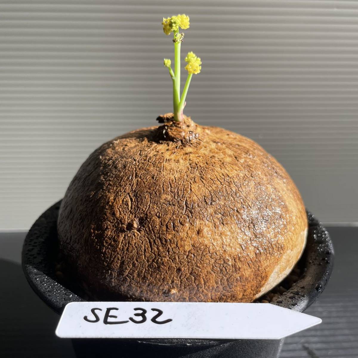 赤字超特価，お買い得 SE32 ステファニア エレクタ erecta コーデックス 塊根植物 Stephania コーデックス 観葉植物 1円スタート 多肉植物 盆栽(観葉植物)｜売買されたオークション情報、yahooの商品情報をアーカイブ公 その他