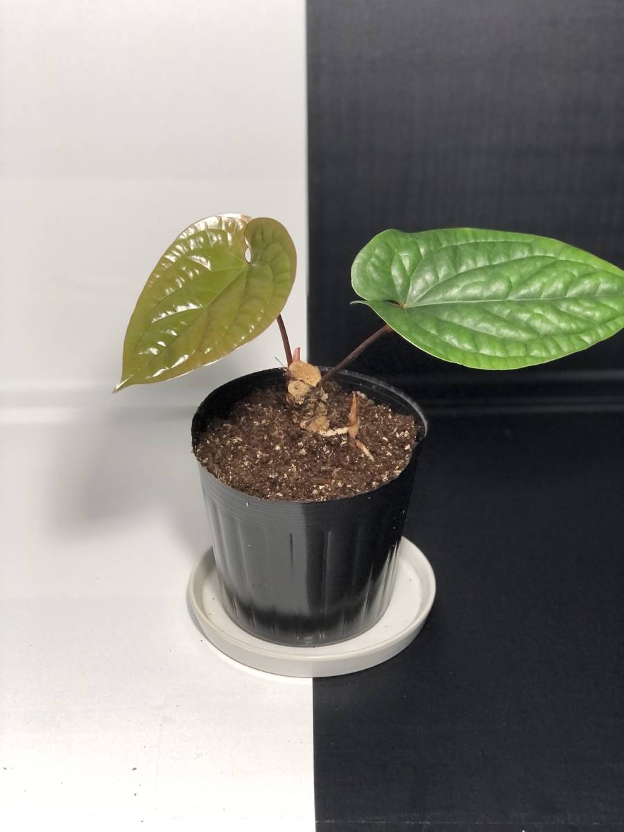 アンスリウム ラディカンスXルクスリアンス ハイブリッド| Anthurium