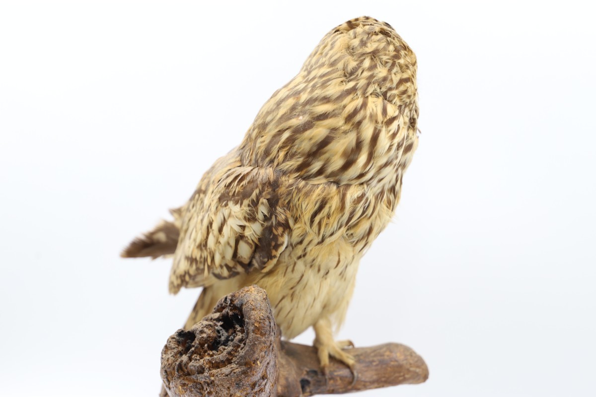 フクロウ・ミミズク 剥製の製作・直売 ワシ・タカ・フクロウ 杉本恵司