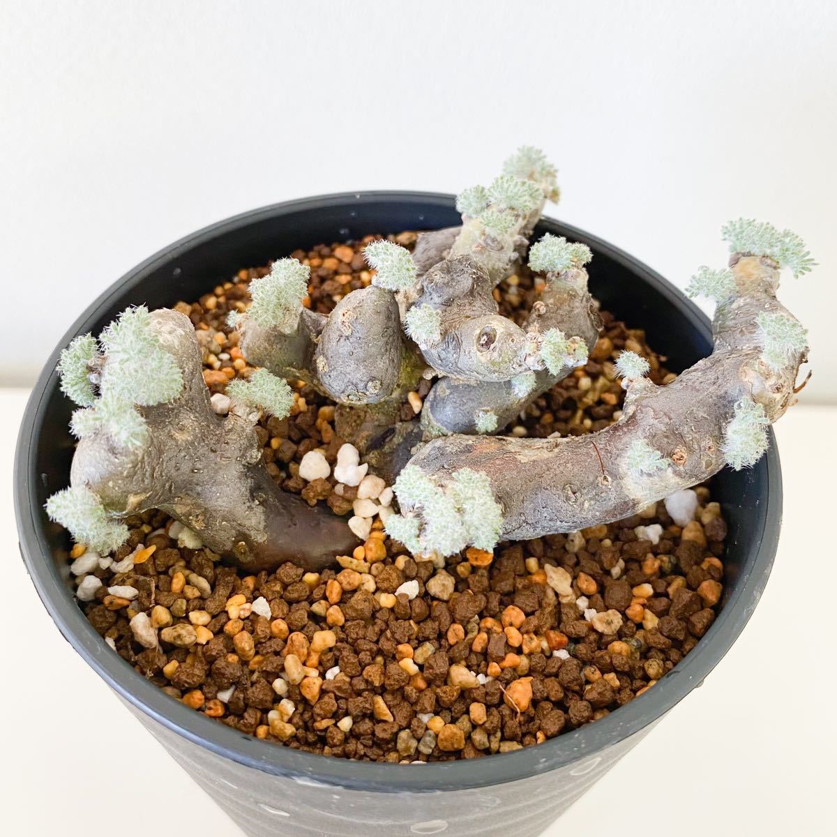 モンソニア・ムルチフィダ No.1 現地株 発根済み 塊根植物 多肉植物