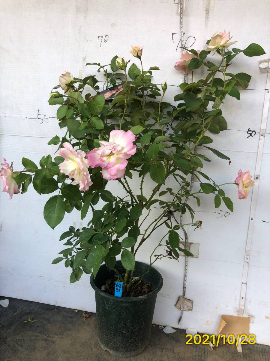 6231 マチルダ 四季咲中輪八重咲 多花性 清楚 可憐な花 6号大苗 バラ 売買されたオークション情報 Yahooの商品情報をアーカイブ公開 オークファン Aucfan Com