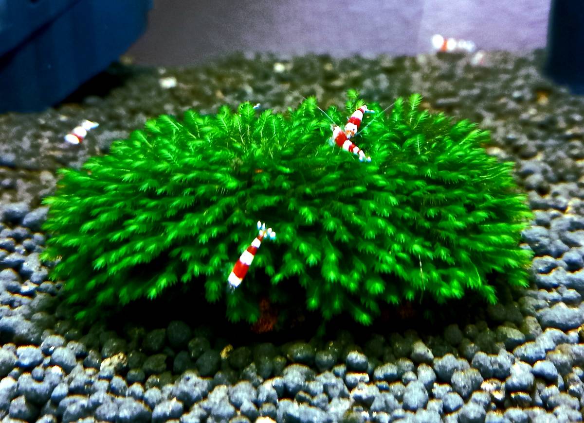 M4:極美(ultimate-condition) ベルベットモス Fissidens sp mini【彩玉モスショップ】