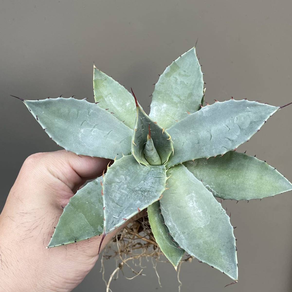 アガベ パリー 吉祥天 2月入荷 パリー吉祥天 公式通販 多肉植物