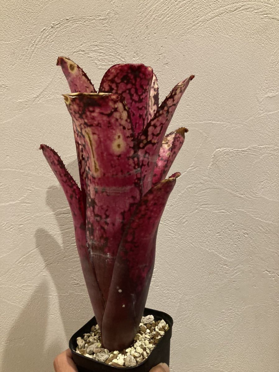 観葉植物 Billbergia Talbot Evita