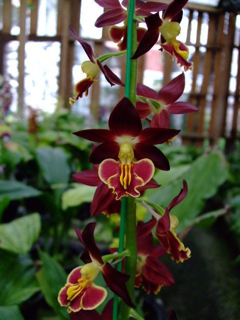 えびね エビネ蘭 「伊予大王」大輪名花 | エビネ かぎけん花図鑑