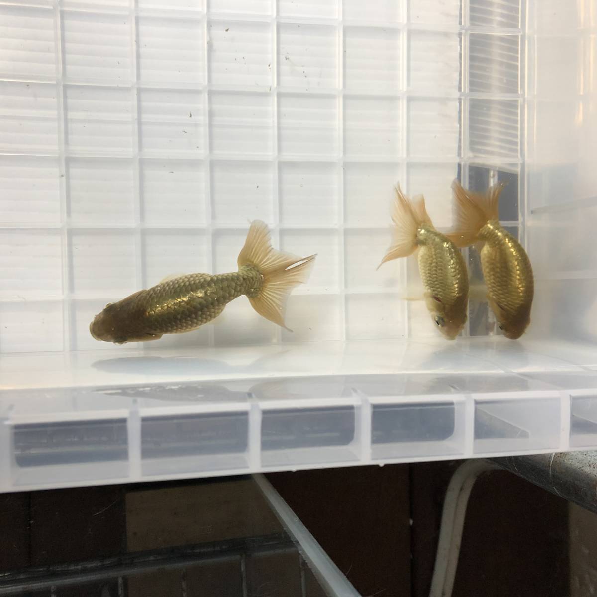 【11/29発送指定】三輪津軽錦　当歳　3匹