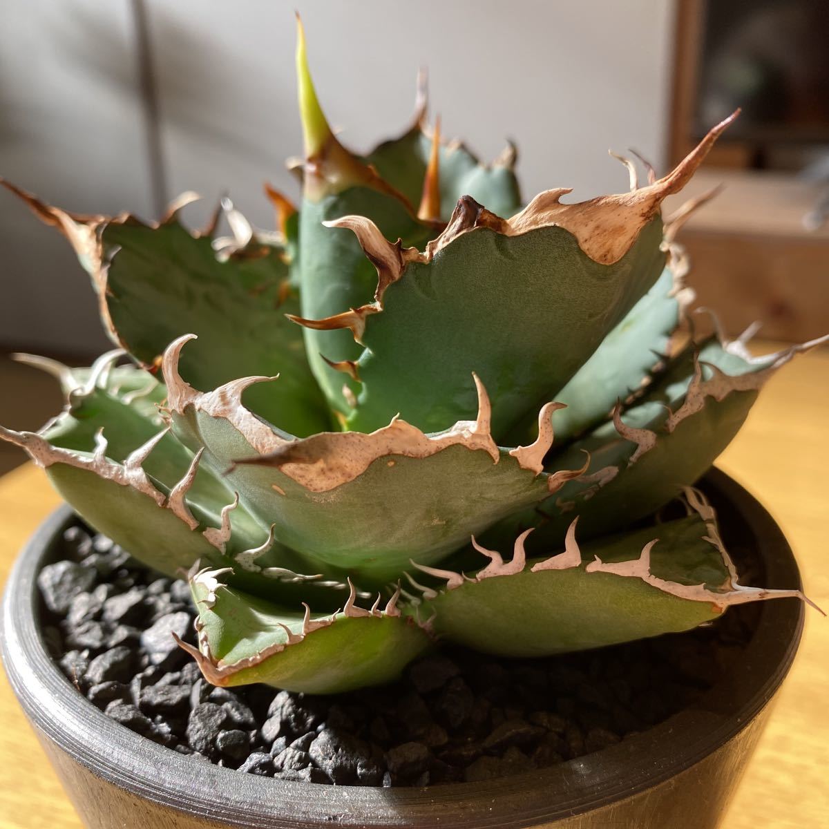 アガベ チタノタ 姫厳竜 – 姫巌竜 Agave 園芸ネット本店｜アガベ 