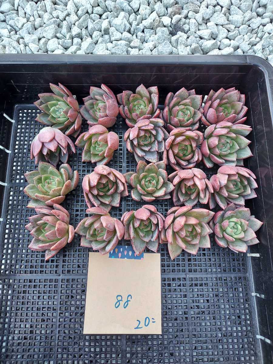 エケベリア 韓国苗 Echeveria 韓国多肉植物 多肉植物 韓国 寄せ植え