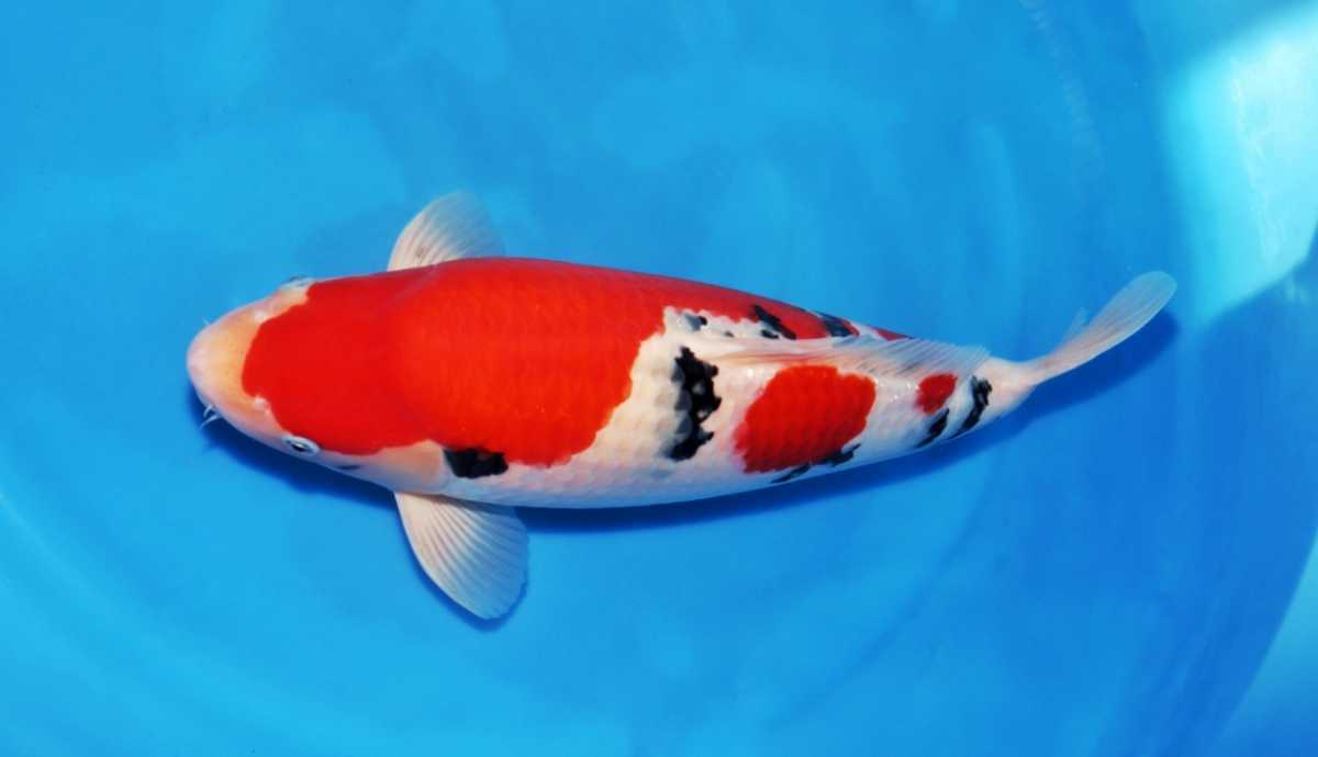 鯉牧場SP】~阪井×成田の極上鯉~ 阪井養魚場作出 SP大正三色 2歳 53cm 