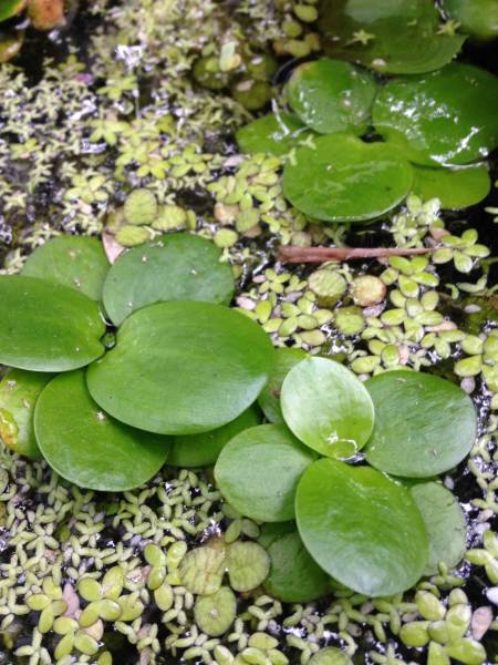 浮草ドワーフフロッグピット アマゾンフロッグビット 10株セットクロネコｄｍメール便定形定形外郵便発送の場合 その他 売買されたオークション情報 Yahooの商品情報をアーカイブ公開 オークファン Aucfan Com