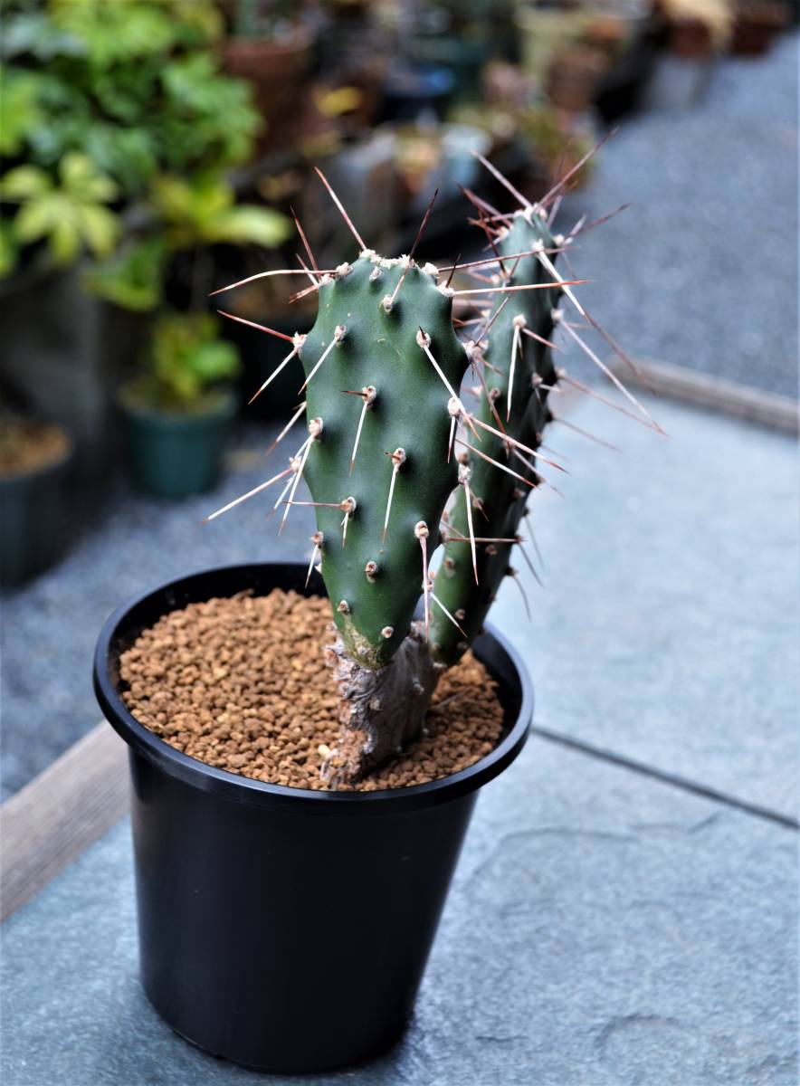 多肉植物 サボテン 和名 村娘 Opuntia Sulphrea オプンチア スルフレア 長刺 紅刺超 種 3 5号 2節 現品 サボテン 売買されたオークション情報 Yahooの商品情報をアーカイブ公開 オークファン Aucfan Com 多肉植物 サボテン 和名 村娘 Opuntia Sulphrea オプンチア スルフレア 長刺 紅刺超 種 3 5号 2節 現品 サボテン 売買されたオークション情報 Yahooの商品情報をアーカイブ公開 オークファン Aucfan Com