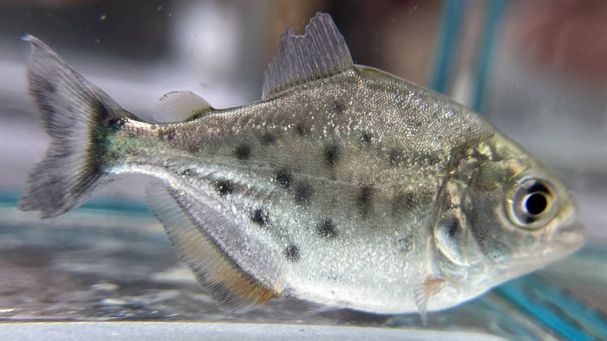 種 ピラニア ナッテリー 3匹セット 幼魚 生体 鑑賞魚 熱帯魚 淡水魚 