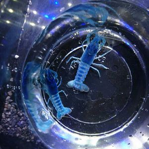 ブルー ザリガニのヤフオク の相場 価格を見る ヤフオク のブルー ザリガニのオークション売買情報は74件が掲載されています