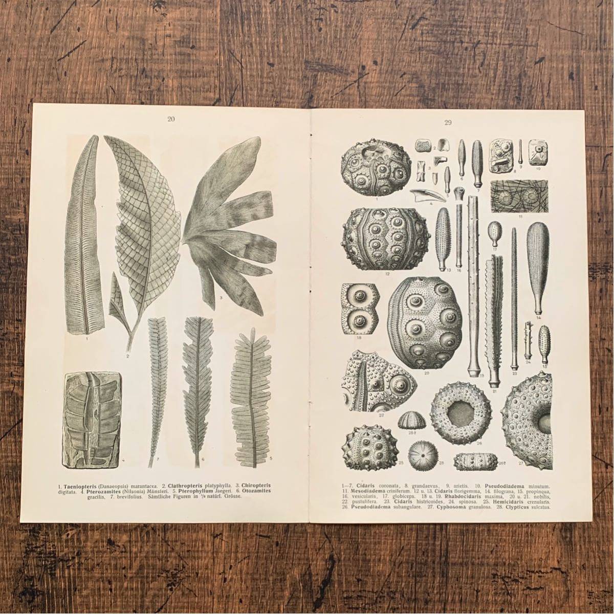 1910年 ドイツの古い化石のイラスト 両面イラスト06 アンティーク ブロカント ヨーロッパ ドイツ雑貨 図鑑 インテリア 洋書 雰囲気 その他 売買されたオークション情報 Yahooの商品情報をアーカイブ公開 オークファン Aucfan Com