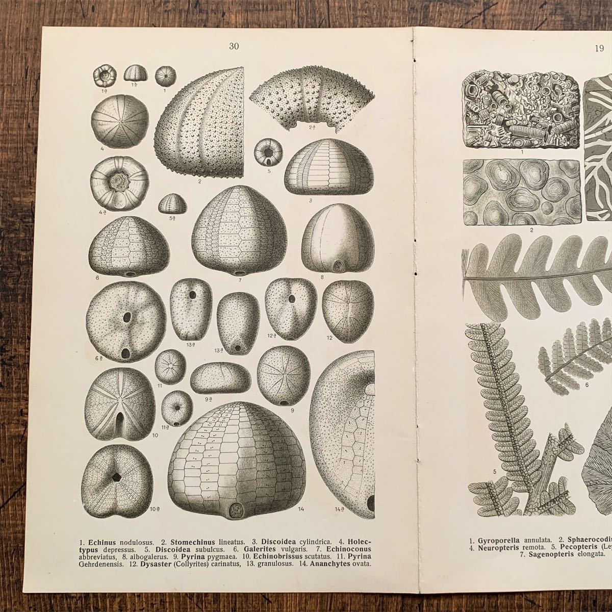 1910年 ドイツの古い化石のイラスト 両面イラスト06 アンティーク ブロカント ヨーロッパ ドイツ雑貨 図鑑 インテリア 洋書 雰囲気 その他 売買されたオークション情報 Yahooの商品情報をアーカイブ公開 オークファン Aucfan Com