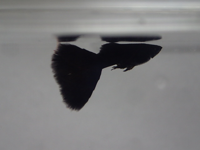 ２ペア 国産フルブラック グッピー 雄雌 ２から３ｃｍ 淡水魚 熱帯魚 生体 ８０サイズ関東送料８７３円 グッピー 売買されたオークション情報 Yahooの商品情報をアーカイブ公開 オークファン Aucfan Com