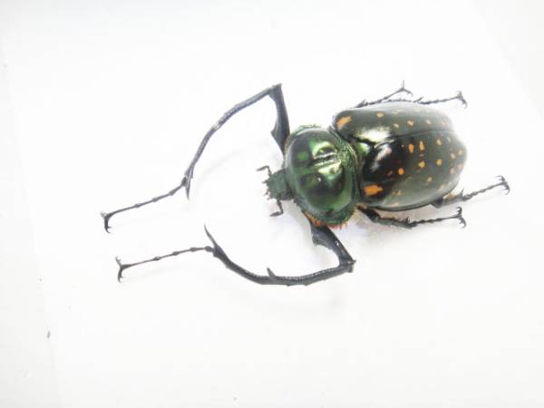 標本 フジオカテナガコガネ Cheirotonus fujiokai 激レア!!!(虫類