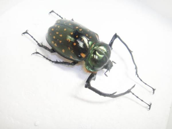 標本 フジオカテナガコガネ Cheirotonus fujiokai 激レア!!!(虫類