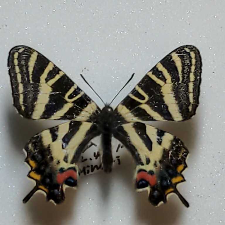 蝶標本 チャールトンウスバ ペア パルナシウスの王者 オートクラ