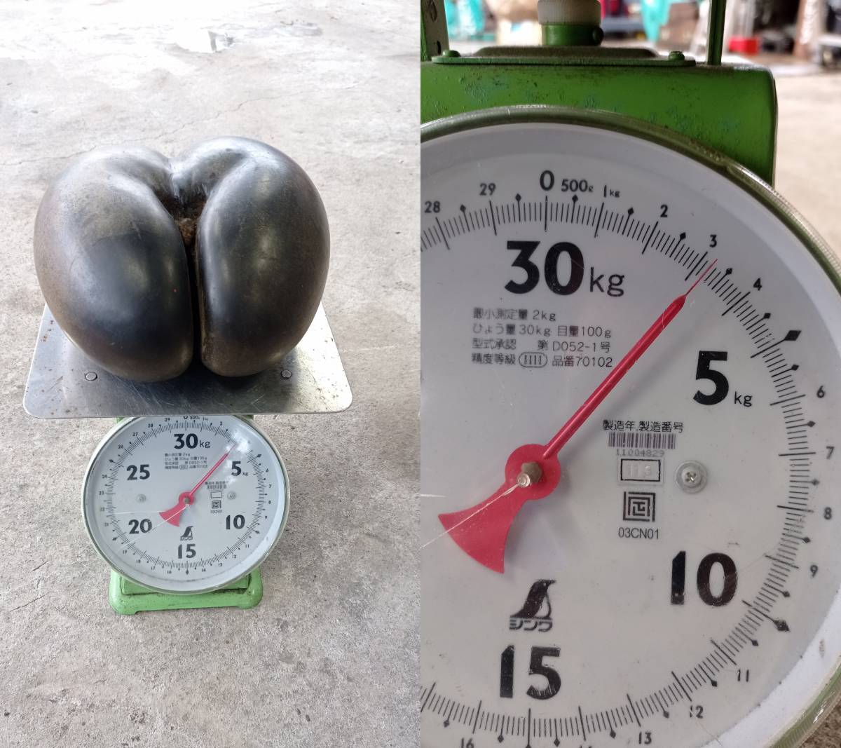 激レア フタゴヤシの実 重量約3 2kg 約22 cm オオミヤシ 双子椰子 大実椰子 ウミヤシ ココ デ メール ダブルココナッツ ヤシの実 その他 売買されたオークション情報 Yahooの商品情報をアーカイブ公開 オークファン Aucfan Com