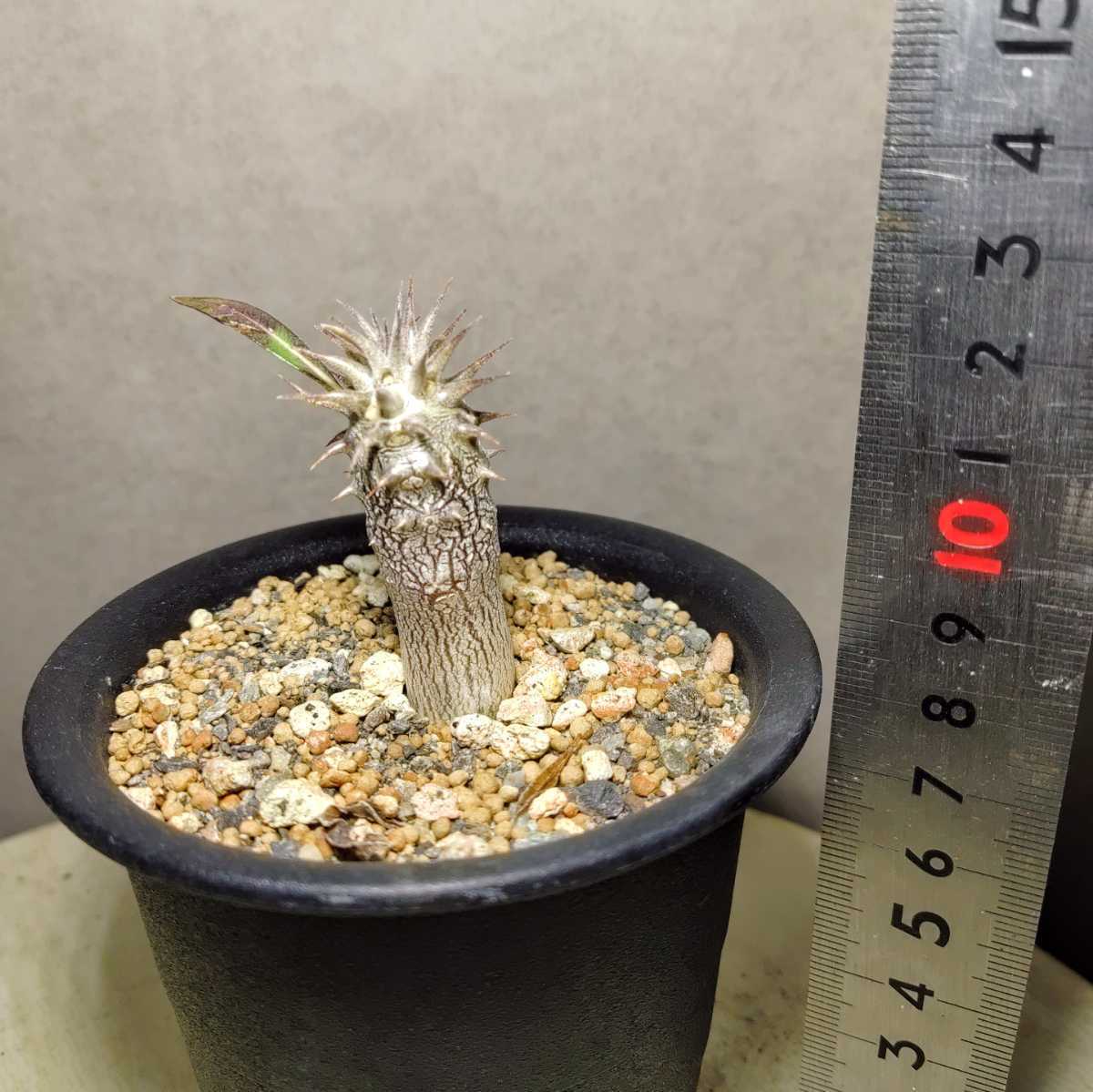 短い花冠筒 黄花 実生 株 1株 Pachypodium Densiflorum パキポディウム デンシフローラム 多肉植物 塊根 観葉植物 売買されたオークション情報 Yahooの商品情報をアーカイブ公開 オークファン Aucfan Com