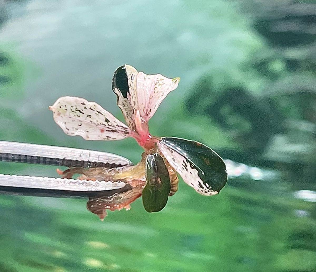 陰性水草【ブセファランドラ】Pink Variegata ピンクバリエガータ③