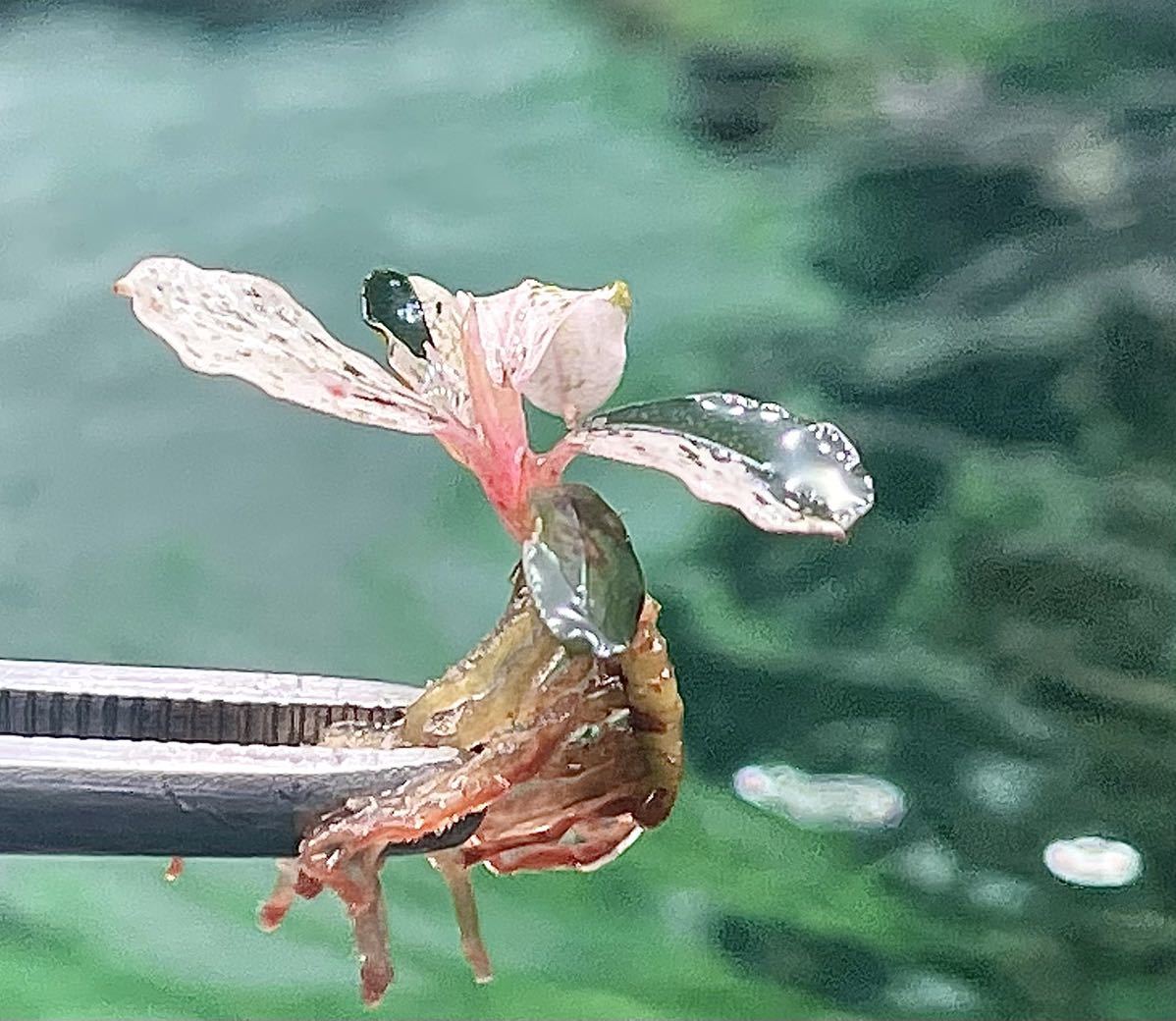 陰性水草【ブセファランドラ】Pink Variegata ピンクバリエガータ③