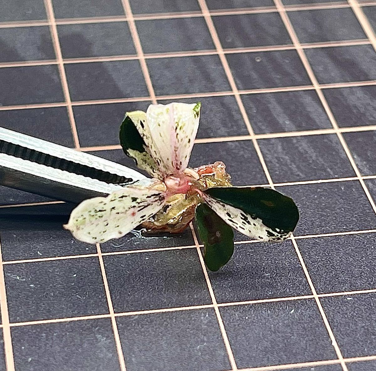 陰性水草【ブセファランドラ】Pink Variegata ピンクバリエガータ③
