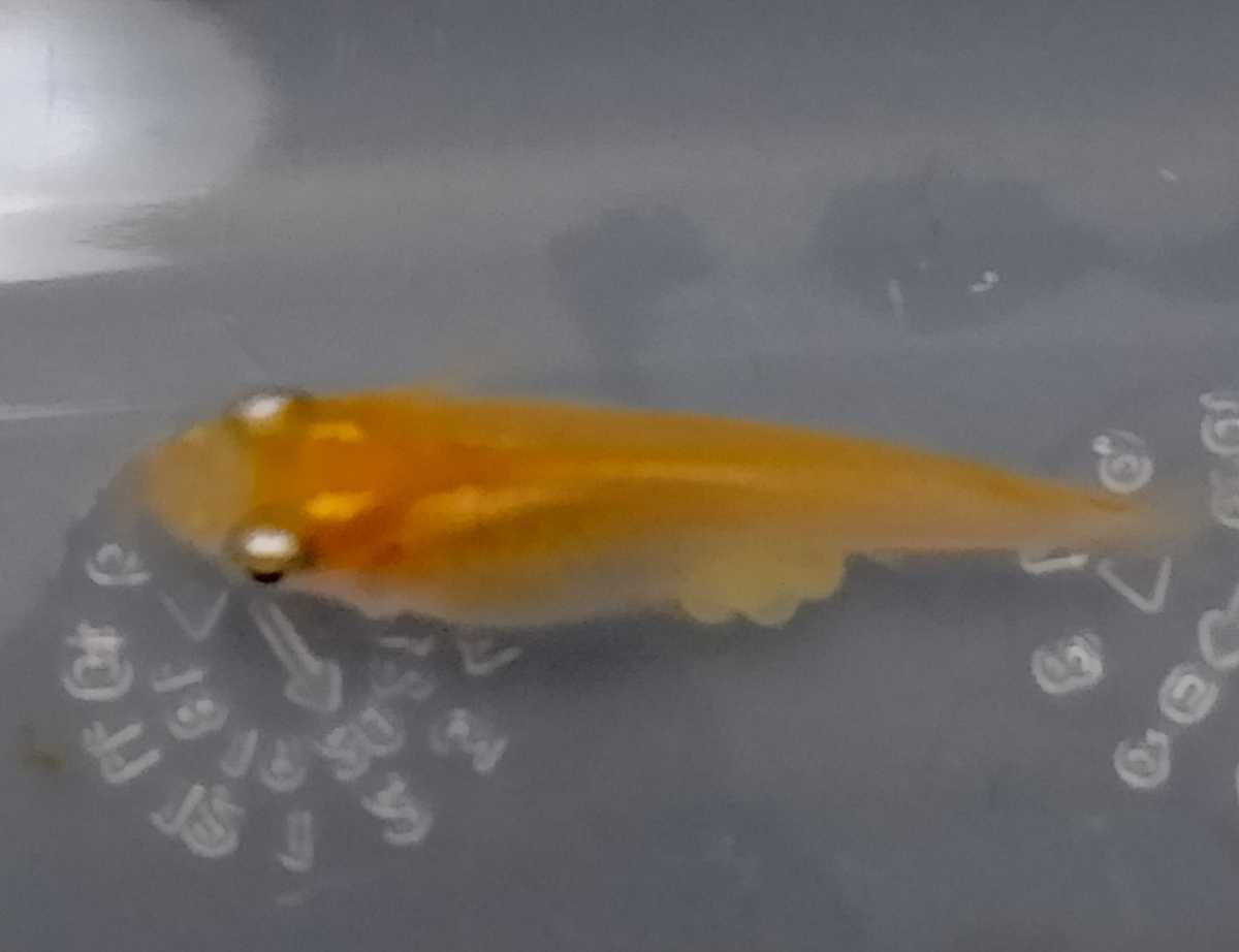 諏訪めだか 有精卵 紅帝楊貴妃だるま 半だるま メダカの有精卵 個 A 可愛らしい ショートボディ めだか 売買されたオークション情報 Yahooの商品情報をアーカイブ公開 オークファン Aucfan Com