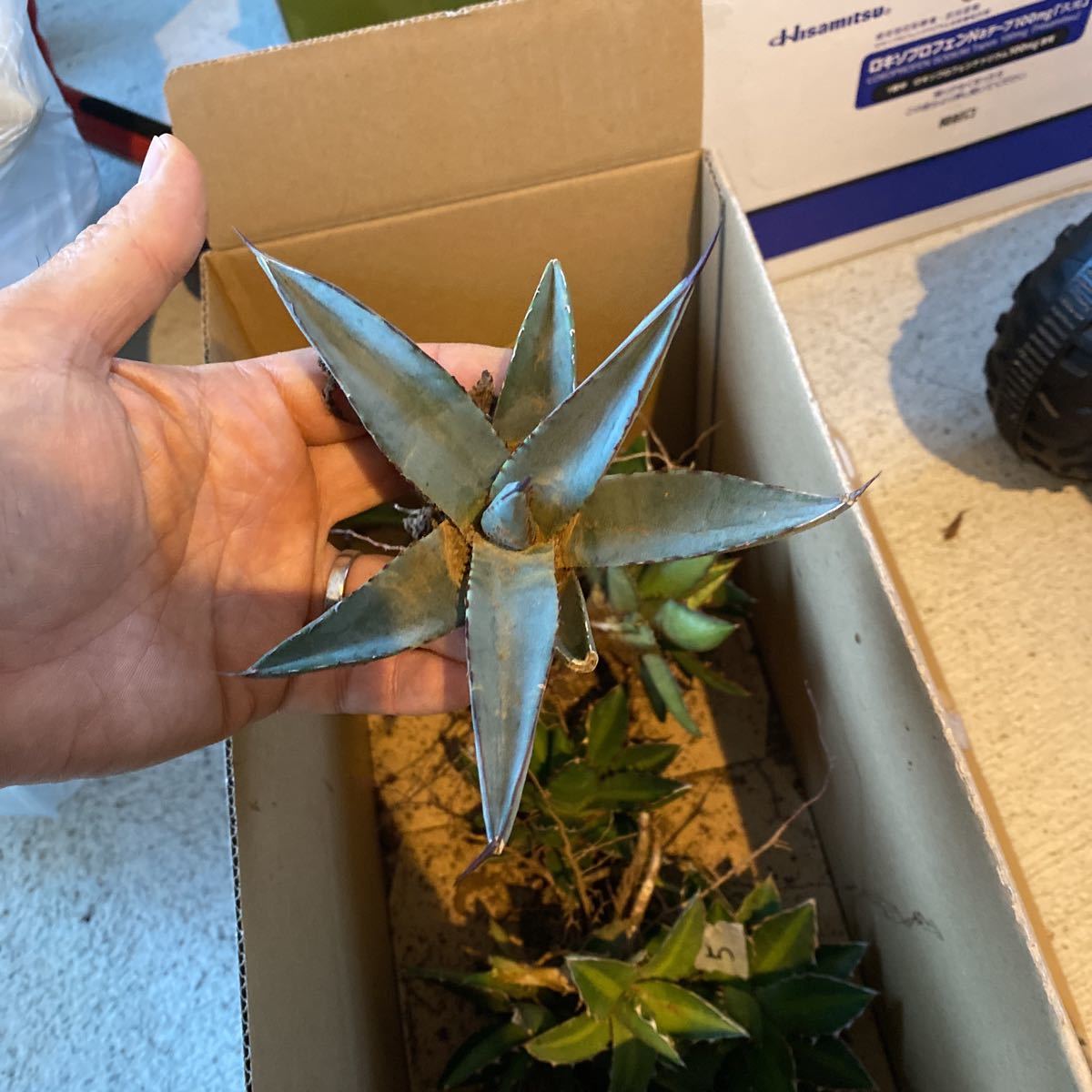アガべ シャークスキン アガベ シャークスキン Agave ヤマダウェブコム
