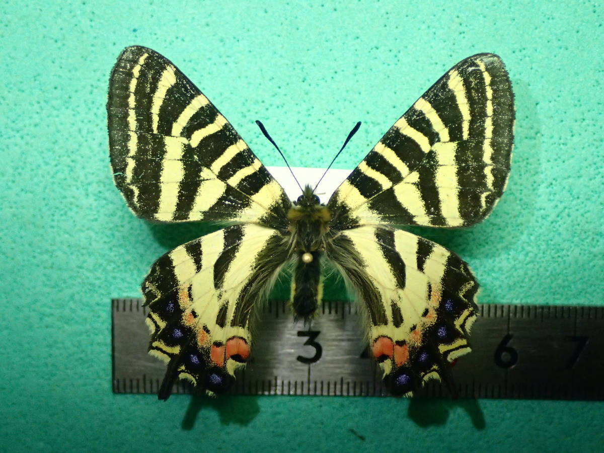 国産蝶標本 ヒメギフチョウ ａ 長野県 大町市 産 産地ｂ その他 売買されたオークション情報 Yahooの商品情報をアーカイブ公開 オークファン Aucfan Com