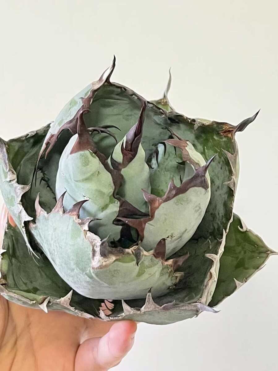 agave-isthmensis-kabutogani-v0-xoga76z07n4h1