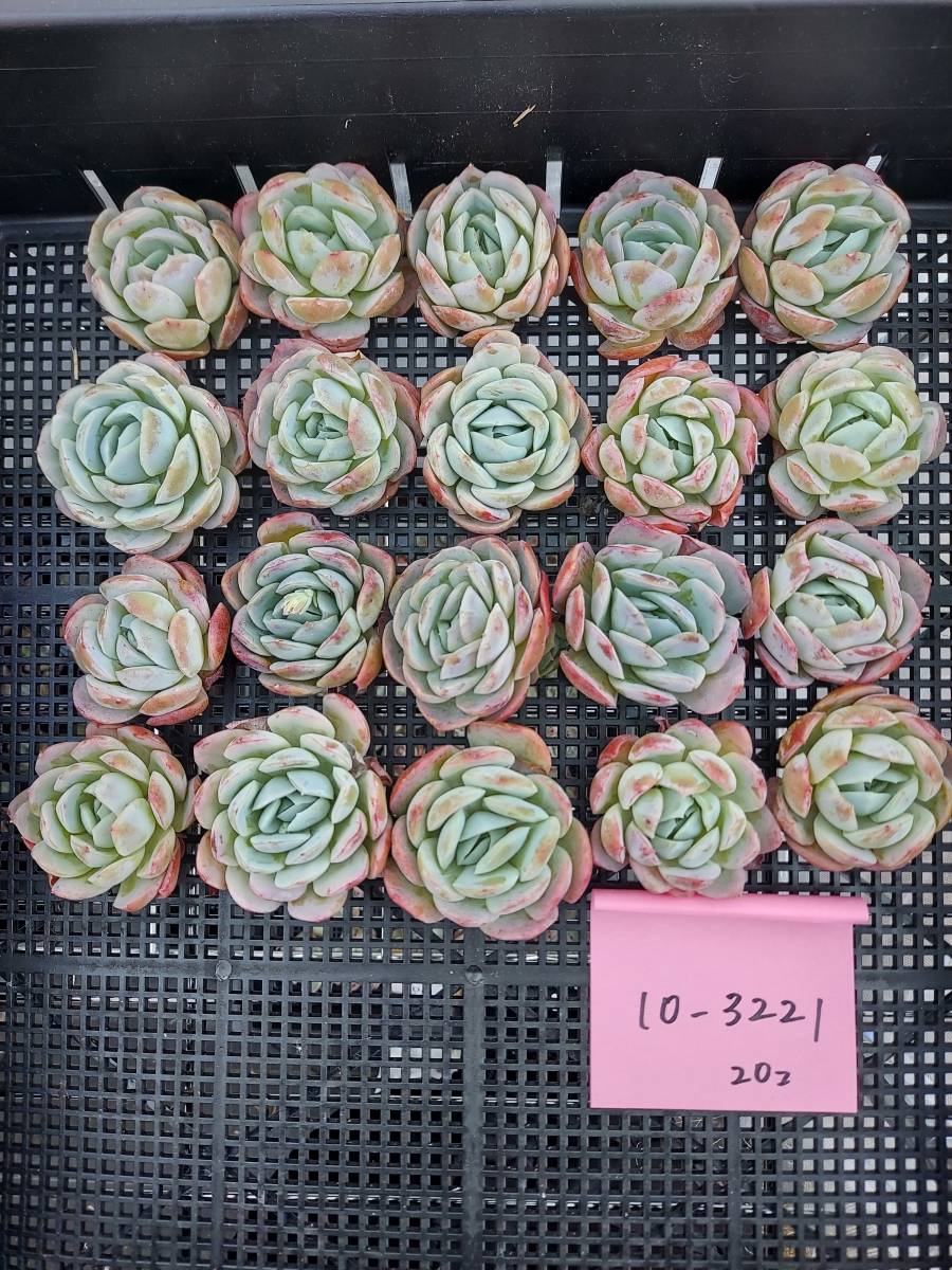 多肉植物 韓国 エケベリア 10-3221ゴーストバスト20個