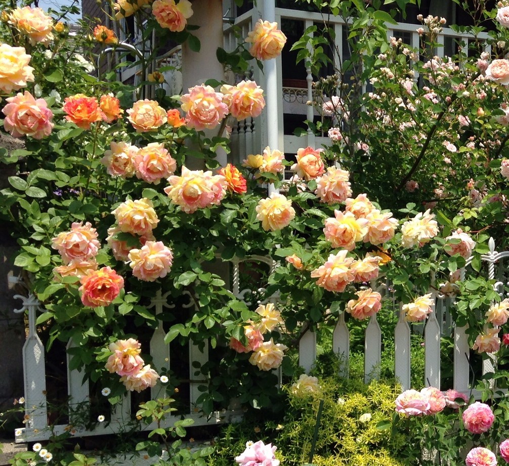 超大株 ポール セザンヌ 華やかなピンクｘイエローの大胆な絞りが人目を引く バラ 売買されたオークション情報 Yahooの商品情報をアーカイブ公開 オークファン Aucfan Com