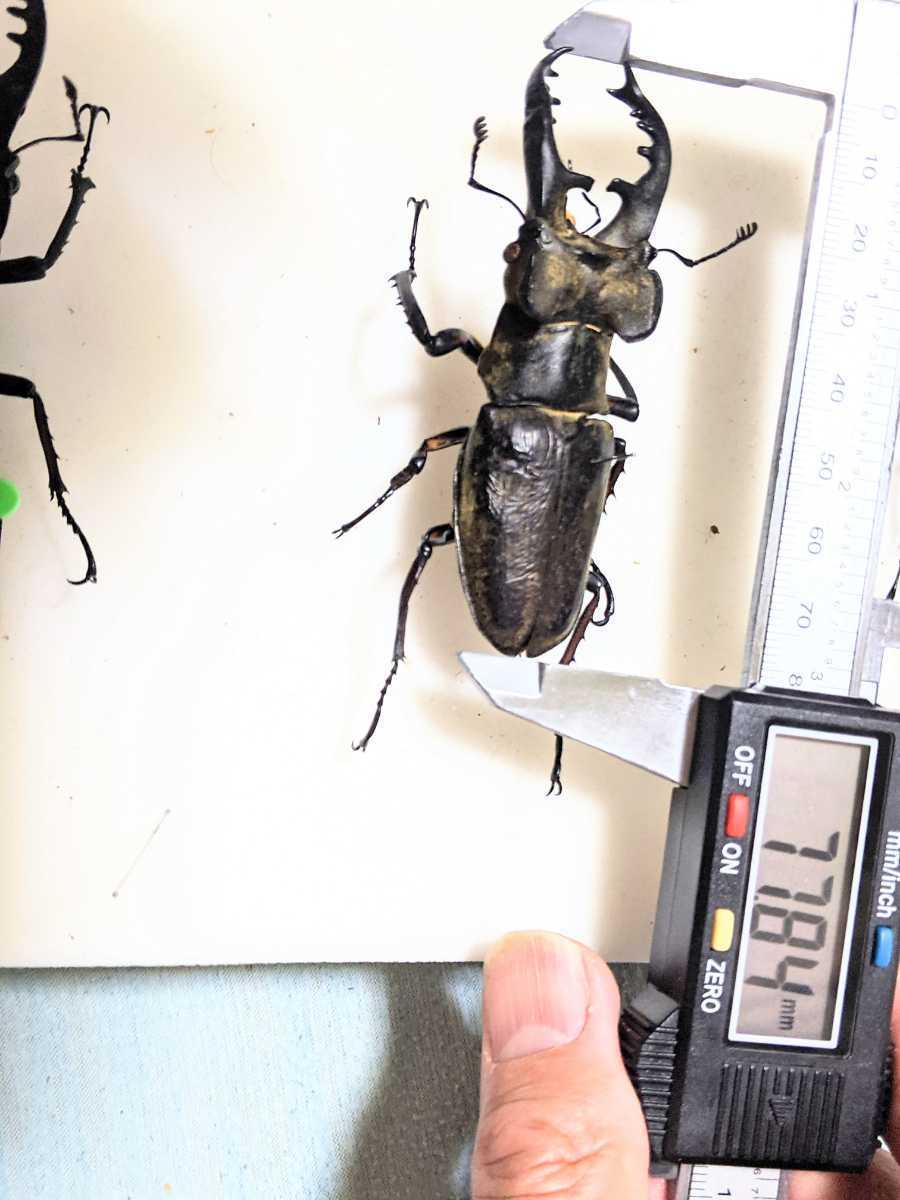 標本です。宮崎産 ミヤマクワガタ77upですよろしくお願いします