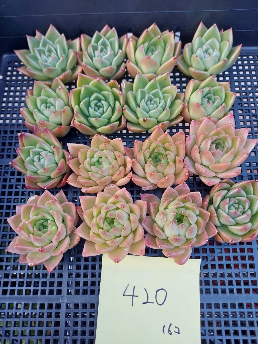  多肉植物 韓国 エケベリア 17-420グリーンジュエル16個(サボテン)｜売買されたオークション情報、yahooの商品情報をアーカイブ公開 - オークファン サボテン