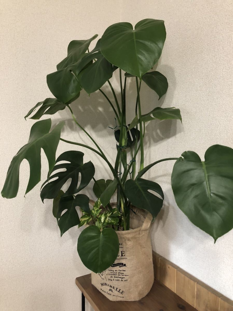 観葉植物 寄せ植え オシャレ インテリア 近隣無料配送 モンステラ ポトス 観葉植物 売買されたオークション情報 Yahooの商品情報をアーカイブ公開 オークファン Aucfan Com