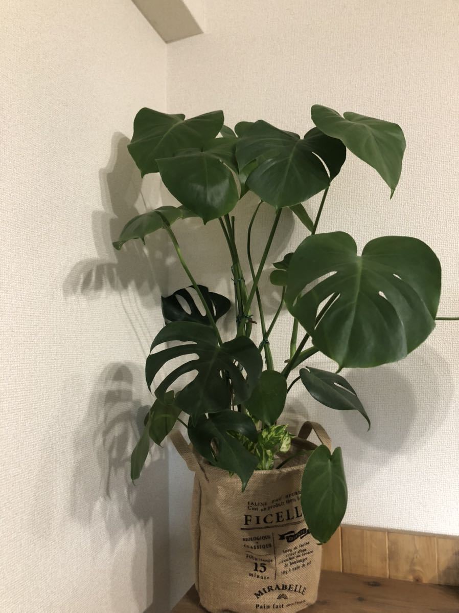 観葉植物 寄せ植え オシャレ インテリア 近隣無料配送 モンステラ ポトス 観葉植物 売買されたオークション情報 Yahooの商品情報をアーカイブ公開 オークファン Aucfan Com