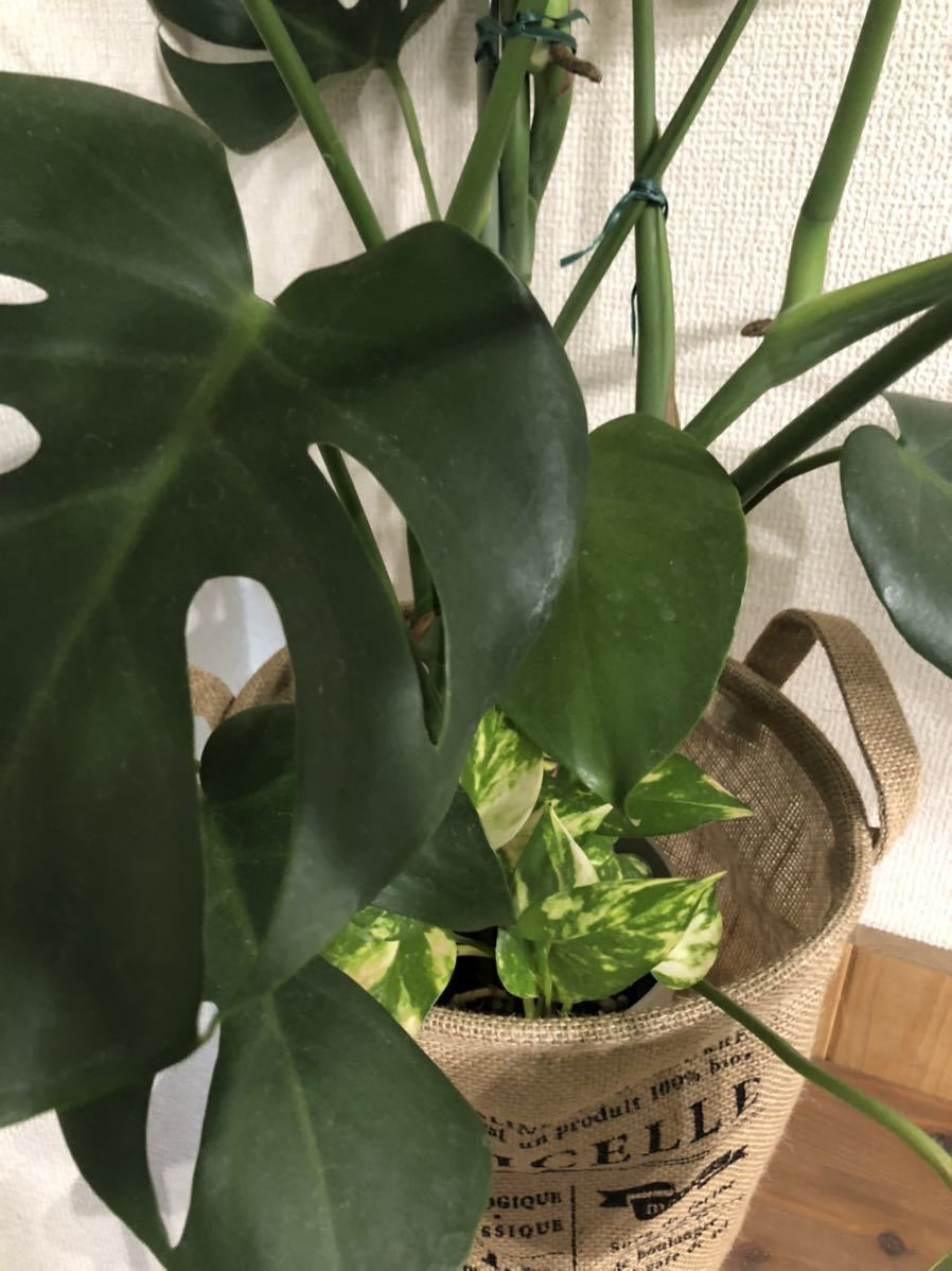 観葉植物 寄せ植え オシャレ インテリア 近隣無料配送 モンステラ ポトス 観葉植物 売買されたオークション情報 Yahooの商品情報をアーカイブ公開 オークファン Aucfan Com