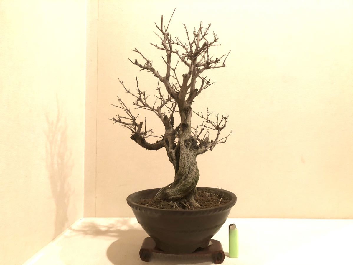 ☆盆栽生活☆ ネジカンザクロ 盆栽(盆栽)｜売買されたオークション情報