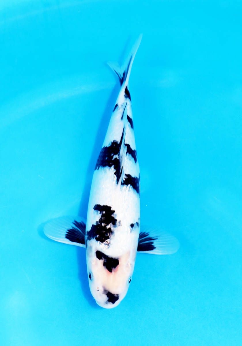 祝い鯉 若鯉＆幼魚大会 ライブ鯉上位入賞鯉紹介 |【成田養魚園株式会社】初鯉