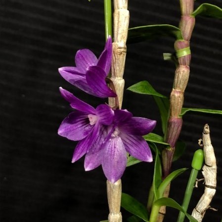 カトレア　交配種　大輪整形花の銘品　入賞花 苗 カトレア 交配種 大輪整形花の銘品 入賞花