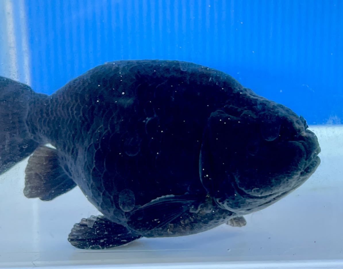 金魚 のオタマ黒らんちゅう明け弐歳11 前後no 1 その他 売買されたオークション情報 Yahooの商品情報をアーカイブ公開 オークファン Aucfan Com 金魚 のオタマ黒らんちゅう明け弐歳11 前後no 1 その他 売買されたオークション情報 Yahooの商品情報をアーカイブ公開 オークファン Aucfan Com