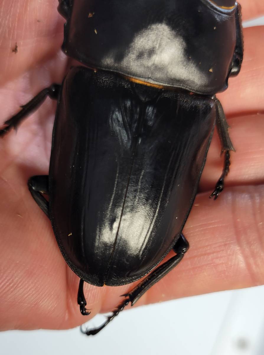 Mopar Dorcus】能勢町産オオクワガタ ♂86.0㎜単 大阪府能勢町産