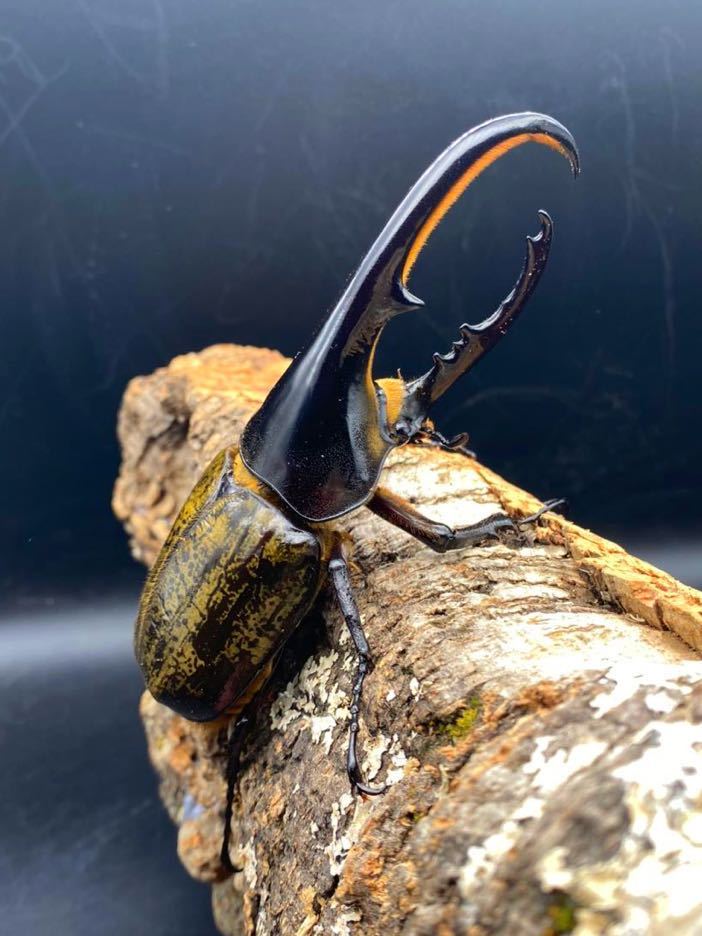 Amazonico血統 Dh ヘラクレスオオカブト ヘラクレスヘラクレス 成虫ペア 外国産 売買されたオークション情報 Yahooの商品情報をアーカイブ公開 オークファン Aucfan Com