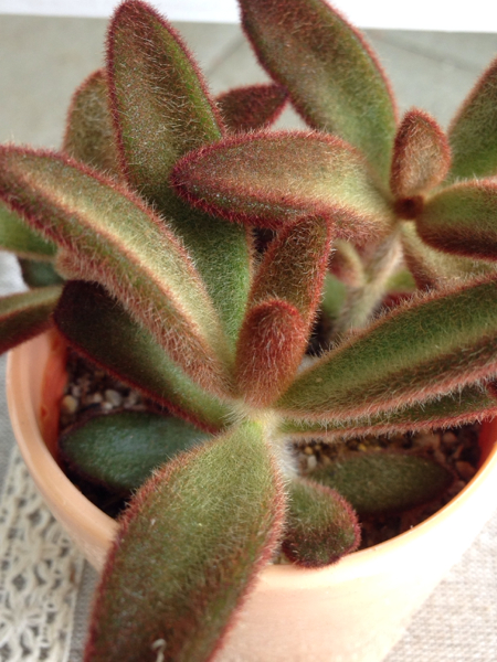 多肉植物サボテン 孫悟空 カランコエ属3寸 サボテン 売買されたオークション情報 Yahooの商品情報をアーカイブ公開 オークファン Aucfan Com