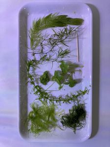 アナカリスのヤフオク の相場 価格を見る ヤフオク のアナカリスのオークション売買情報は280件が掲載されています