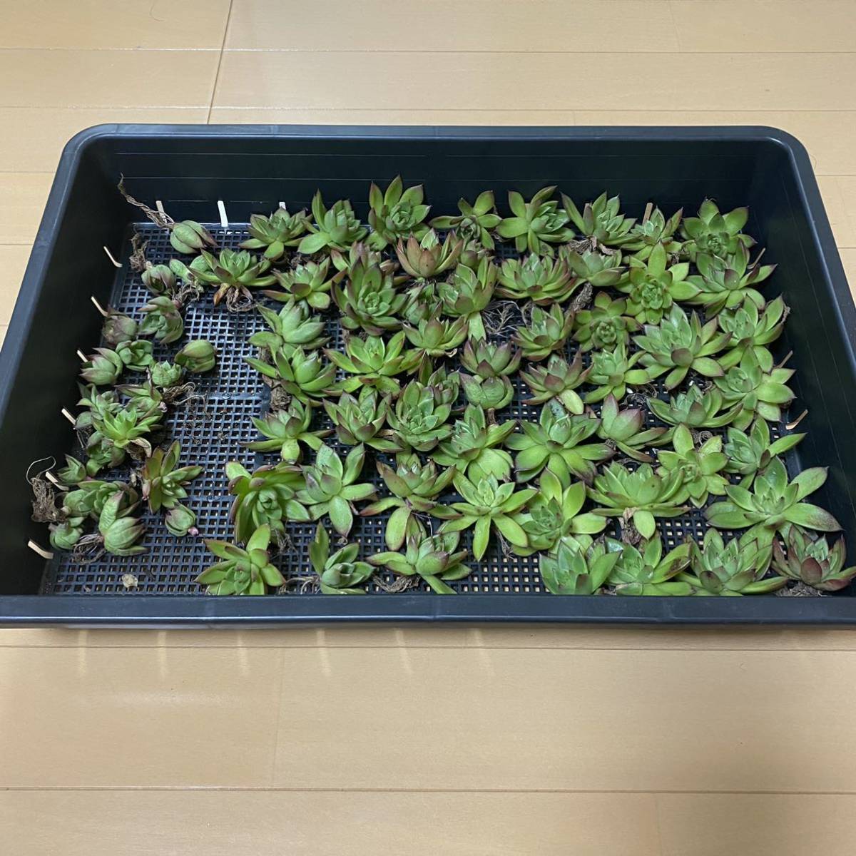 エケベリア 赤桃 約50個