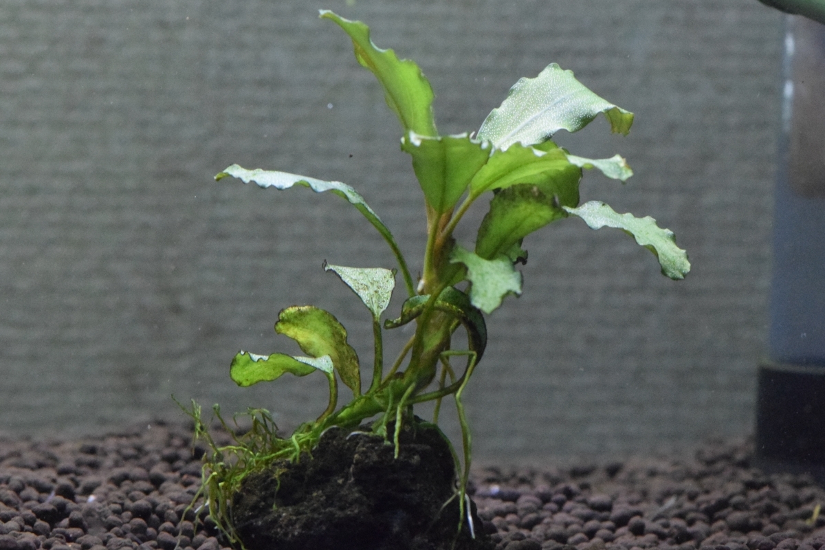 Tb便 ブセファランドラsp Kayu Lapis 3 カユラピス3 水草 売買されたオークション情報 Yahooの商品情報をアーカイブ公開 オークファン Aucfan Com